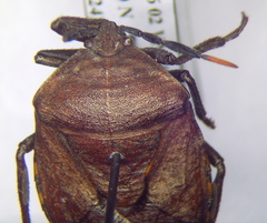 Coridius