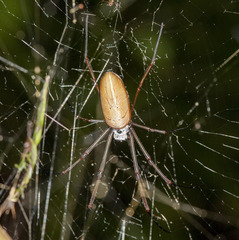 Nephila cornuta