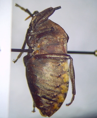 Coridius