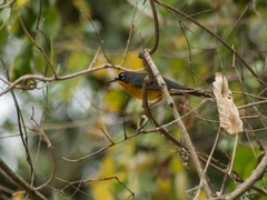 Basileuterus lachrymosus