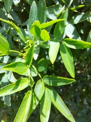 Senna corymbosa