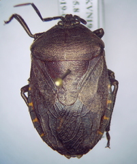 Coridius