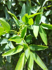 Senna corymbosa