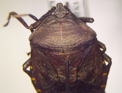 Coridius