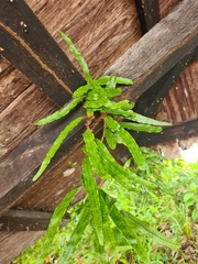 Microgramma lycopodioides