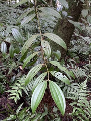 Cinnamomum subavenium