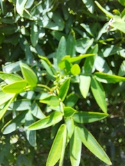 Senna corymbosa