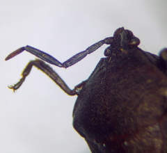 Coridius