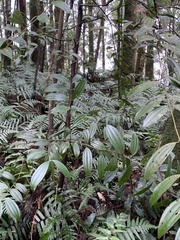 Cinnamomum subavenium