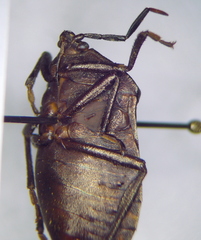 Coridius