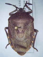 Coridius