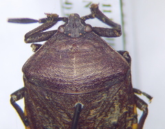 Coridius