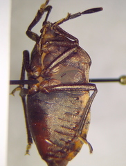 Coridius