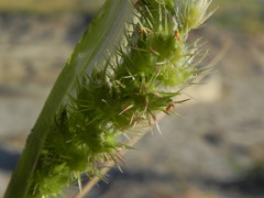 Cenchrus longispinus