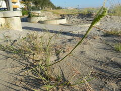 Cenchrus longispinus