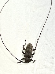 Acanthocinus aedilis