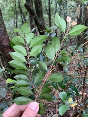 Syzygium elliptifolium