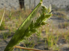 Cenchrus longispinus