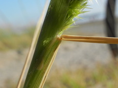 Cenchrus longispinus