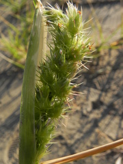 Cenchrus longispinus