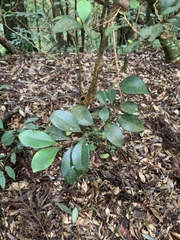 Syzygium elliptifolium