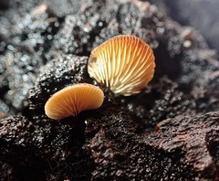 Crepidotus crocophyllus