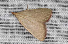 Hypsopygia albidalis