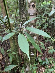 Lithocarpus brevicaudatus
