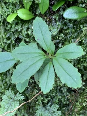 Lysionotus pauciflorus