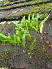 Microgramma lycopodioides