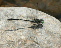 Stylogomphus sigmastylus