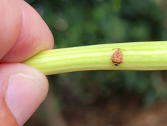 Gibbobruchus speculifer