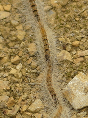Thaumetopoea pinivora