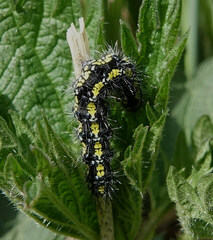 Callimorpha dominula