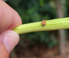 Gibbobruchus speculifer