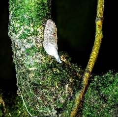 Coelostomidia zealandica