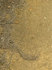 Thaumetopoea pinivora