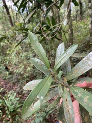 Myrsine seguinii