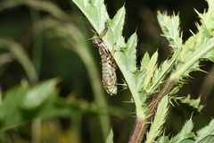 Miramella carinthiaca