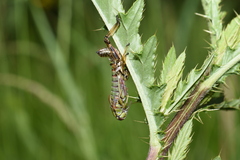 Miramella carinthiaca