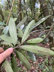 Myrsine seguinii