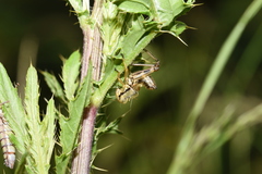 Miramella carinthiaca