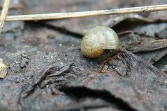 Gastropoda