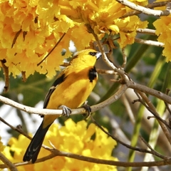 Icterus nigrogularis