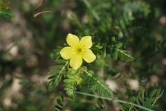 Tribulus taiwanense