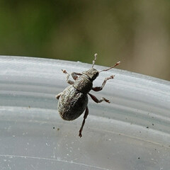 Strophosoma capitatum