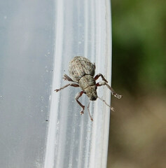 Strophosoma capitatum