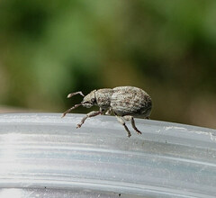 Strophosoma capitatum