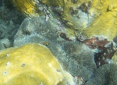 Stichodactyla helianthus