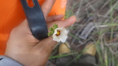 Sida linifolia